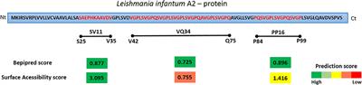 Corrigendum: Leishmania infantum Virulence Factor A2 Protein: Linear B-Cell Epitope Mapping and Identification of Three Main Linear B-Cell Epitopes in Vaccinated and Naturally Infected Dogs